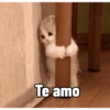Gatitos amorosos 😺💘🥰 13