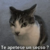Animaleitos gracioso😸 6