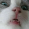 GATOS LOCOS 2 22