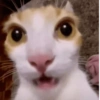 Gatitos. | @ocenferios  Haki. 5