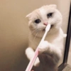 Сумасшедшие кошки 1 24