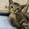 Meme Kucing  5