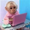 Monkey 14