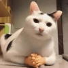 🐱🐈‍⬛ Gatitos XD 🐈‍⬛🐱 6