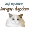 Kucing Lucu 11