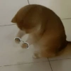 🐱🐈‍⬛ Gatitos XD 🐈‍⬛🐱 7