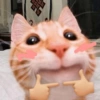 Meme kucing / cat 16