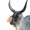 Corno meme  12