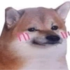 Meme anjing 5