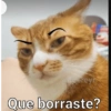 Animaleitos gracioso😸 5