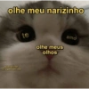 Memes de gatinhos 10