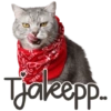 Kucing Lucu 12
