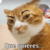 Animaleitos gracioso😸 20