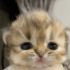 😽 GATITOS PA' REACCIONAR 😽 7