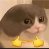 Meme kucing / cat 8