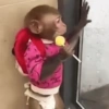 Macacos. | @ocenferios  Haki. 3