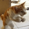 🐱🐈‍⬛ Gatitos XD 🐈‍⬛🐱 14