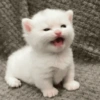 Memes Random Pa'l chat 🤣 17