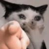 🐱🐈 GATITOS 🐈🐱 13