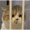 Meme kucing / cat 12