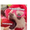 Gatiperros para resonder.  9