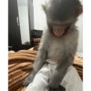 Monkey Stickers 1 17