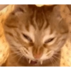 Meme kucing 16