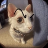 Gatos memes 26