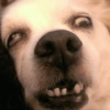 Reações cachorros 6