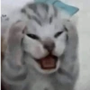 Meme kucing / cat 17