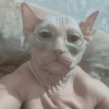 Cat meme / kucing  14