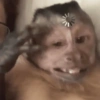 Macaco 10