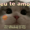 Memes de gatinhos 6