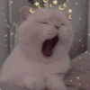 Memes Random Pa'l chat 🤣 14