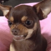 Mix perritos sin palabras  15