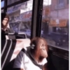 Monkey s 20