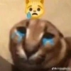 🌈🐈‍⬛✨️Gatos Funny Mood✨️🐈‍⬛🌈 21