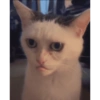 Kucing sigma 23