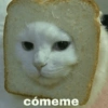 Gatitos amorosos 😺💘🥰 12
