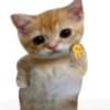 🐈-Cats-🐈 11