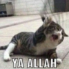 Cat meme 11
