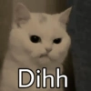 MEME KUCING 9