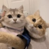 🧿Animalitos Cute para  Chat🐈🐶 25
