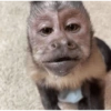 Monkey Stickers 1 18
