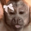 Macaco 7