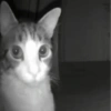 Gatitos. | @ocenferios  Haki. 7