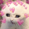 🤗💞 Gatos Tiernos 💞🤗 20