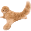 Animals 13