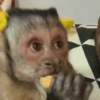 MACAQUINHO FOFO ❤️ 14