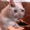 ya paguen otra vez, porfi TONES